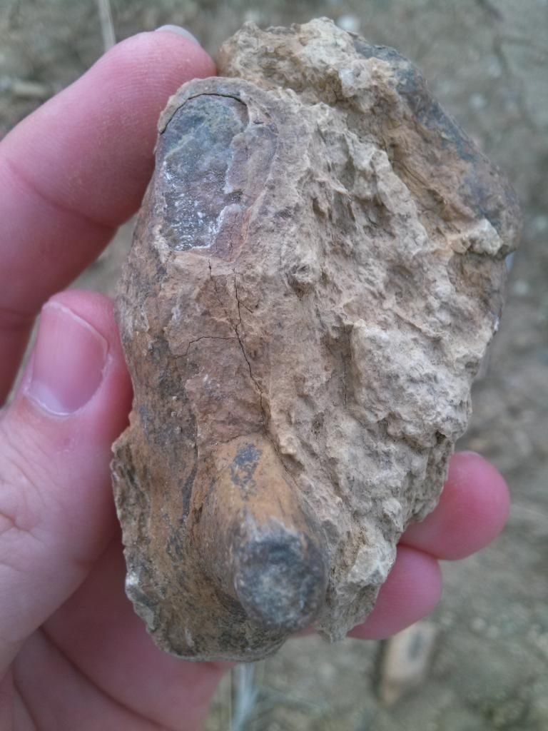 Mineral Wells/lake Jacksboro Trip Fossil Hunting Trips The Fossil Forum